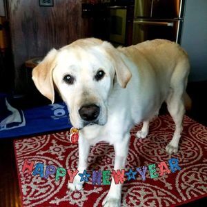 Meet your Posher, Susan